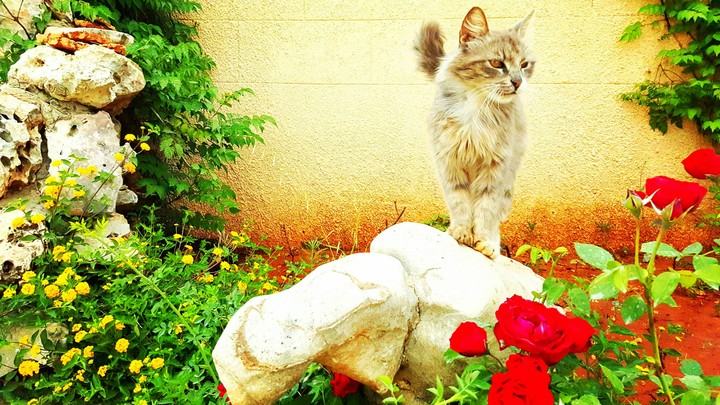 Princesso