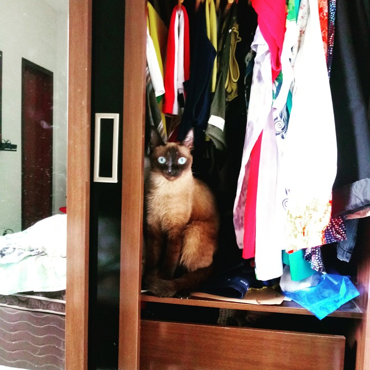 kat no armario