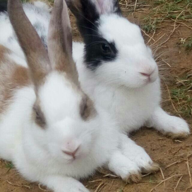 rabbit 