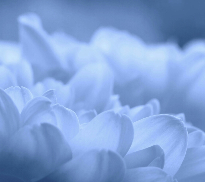 Nice flower, such as cloud.