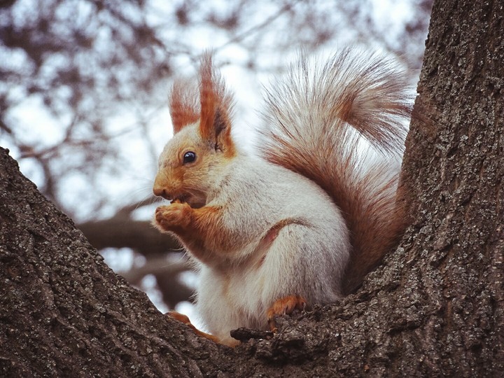 squirrel