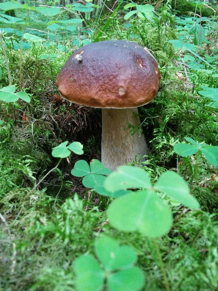 Mashrooms