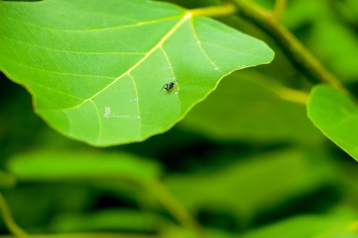 natural photographer