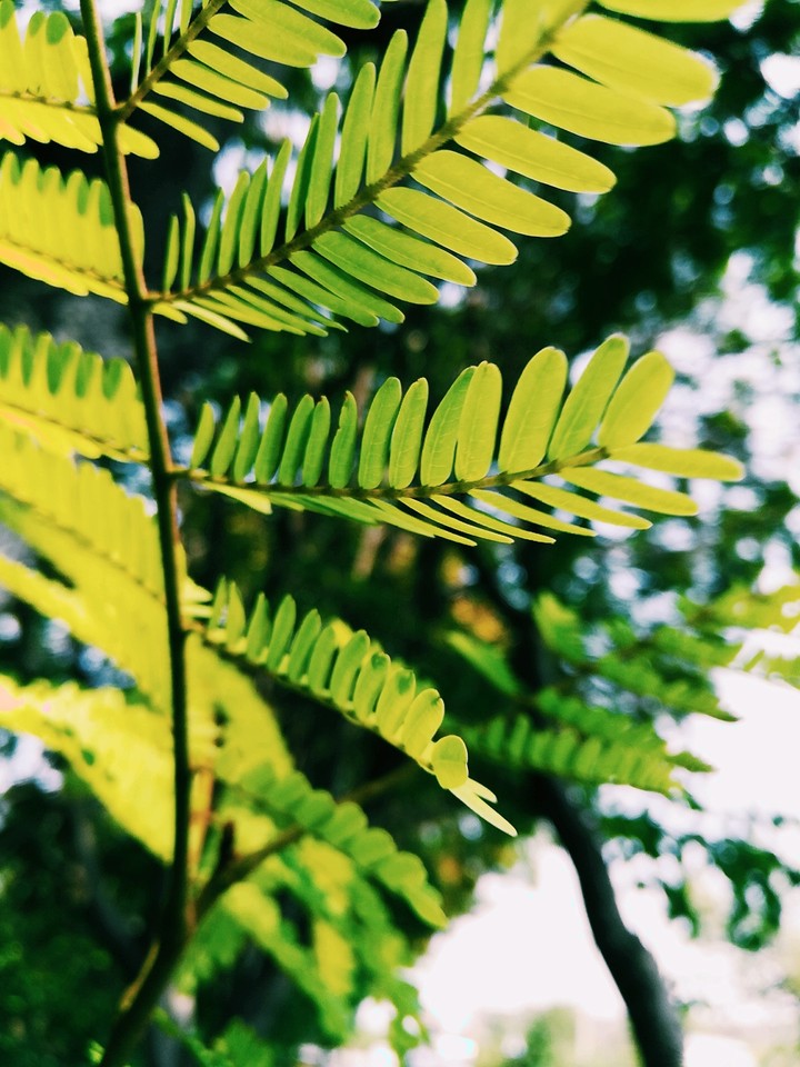 green leafs