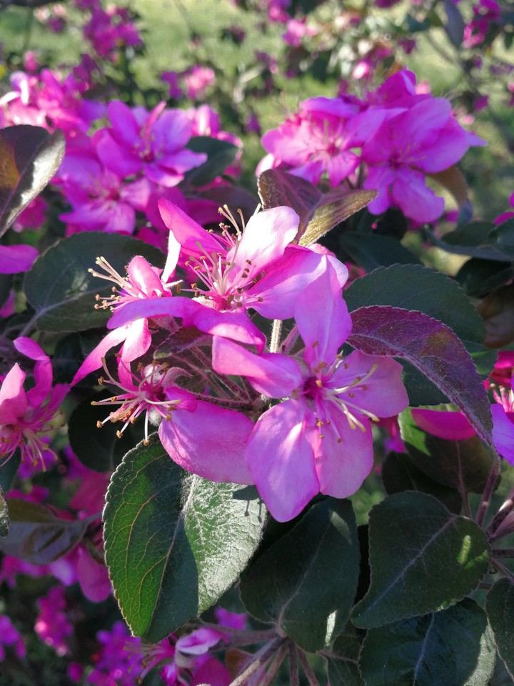 Blooming tree