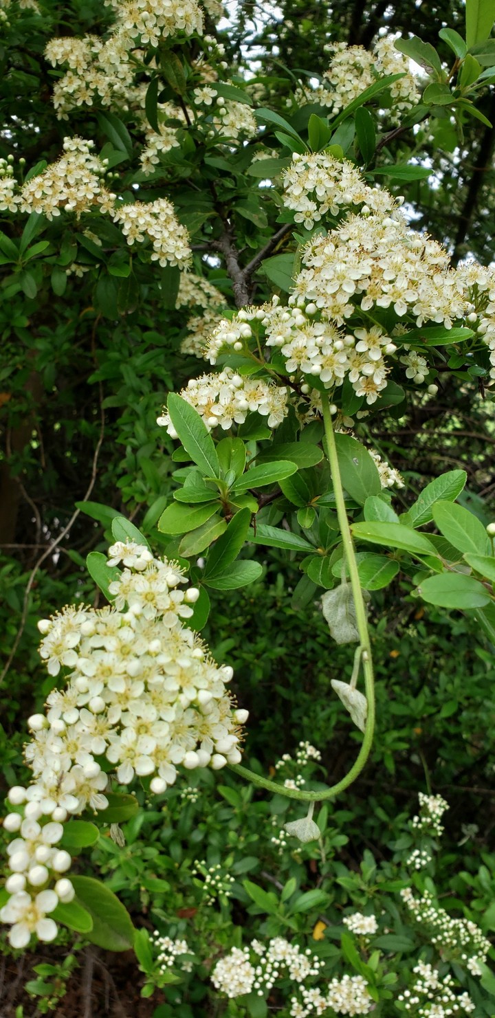 Pyrocantha bush