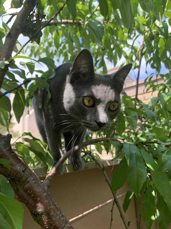grey cat