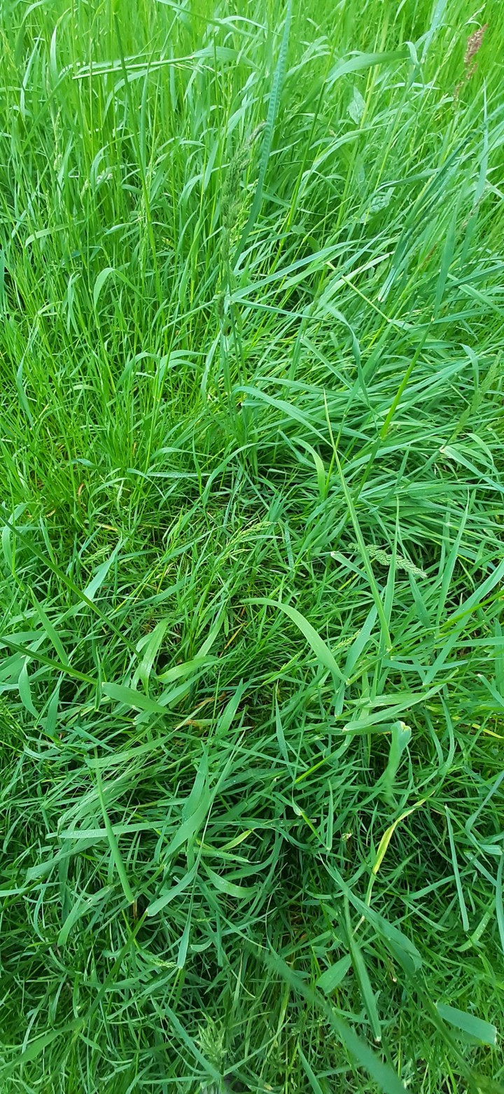 tall gras