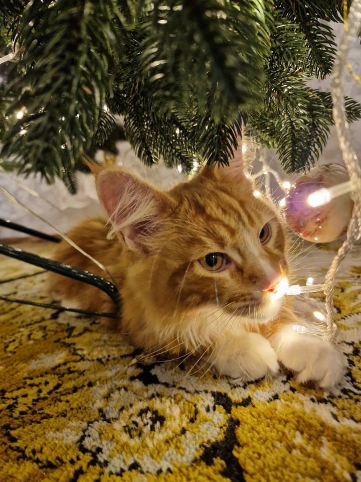 Christmas kitty