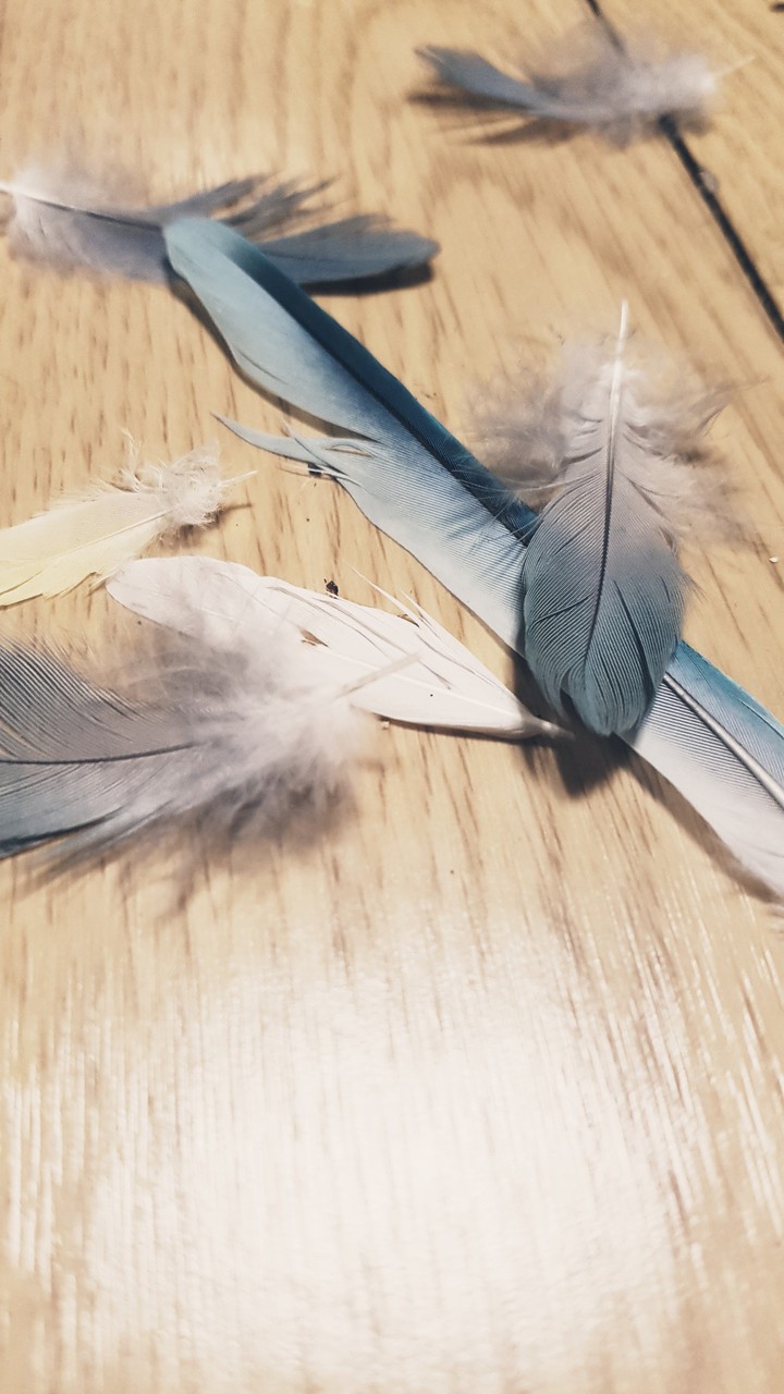깃털