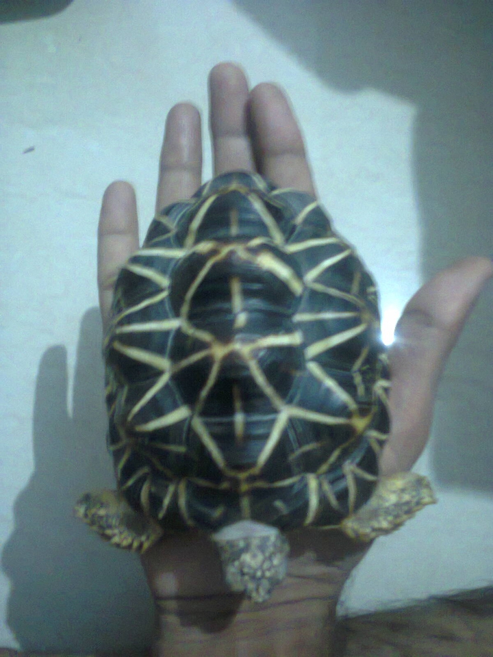 Turttle
