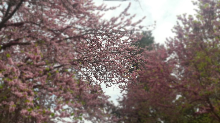 spring