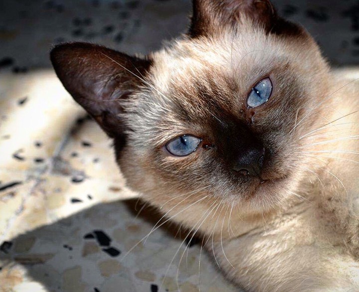 cat