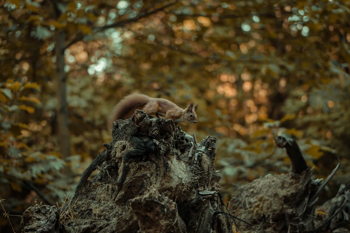 Squirrel