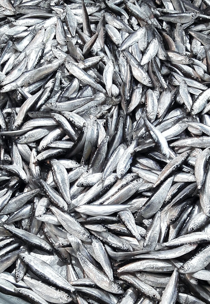 fish