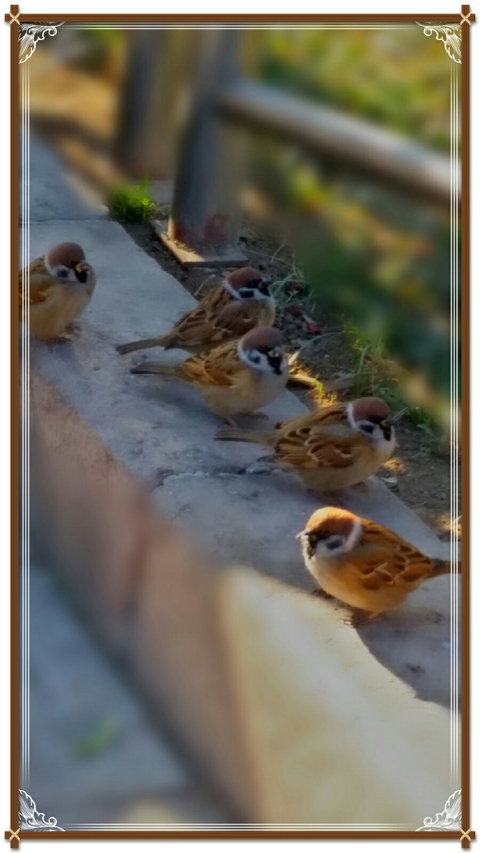 bird