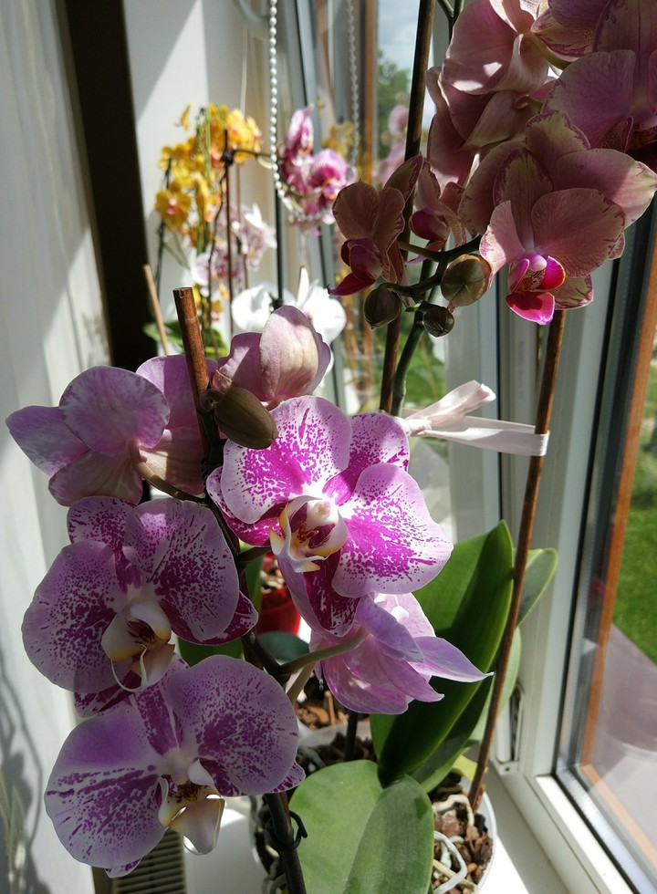 Phalaenopsis Chocolate