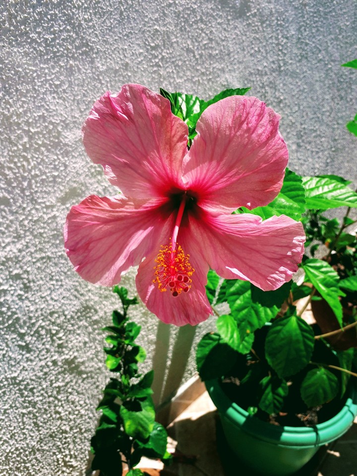 Hibisco rosa
