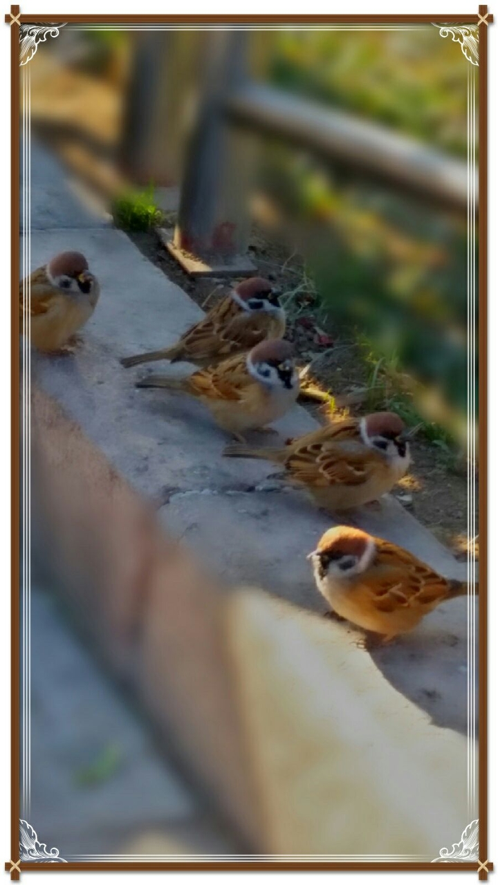 bird