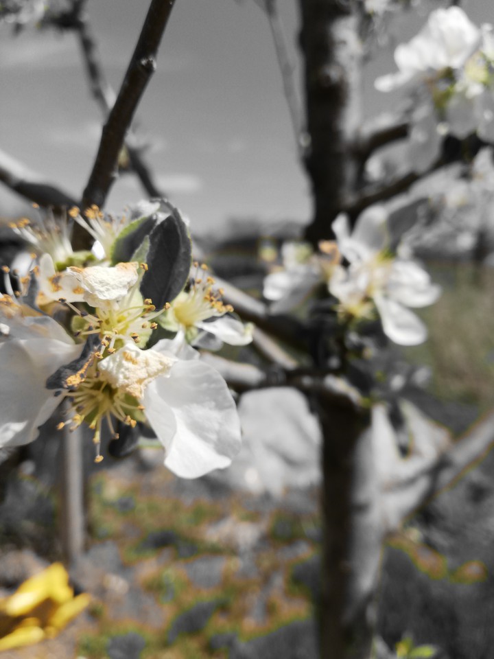 flower