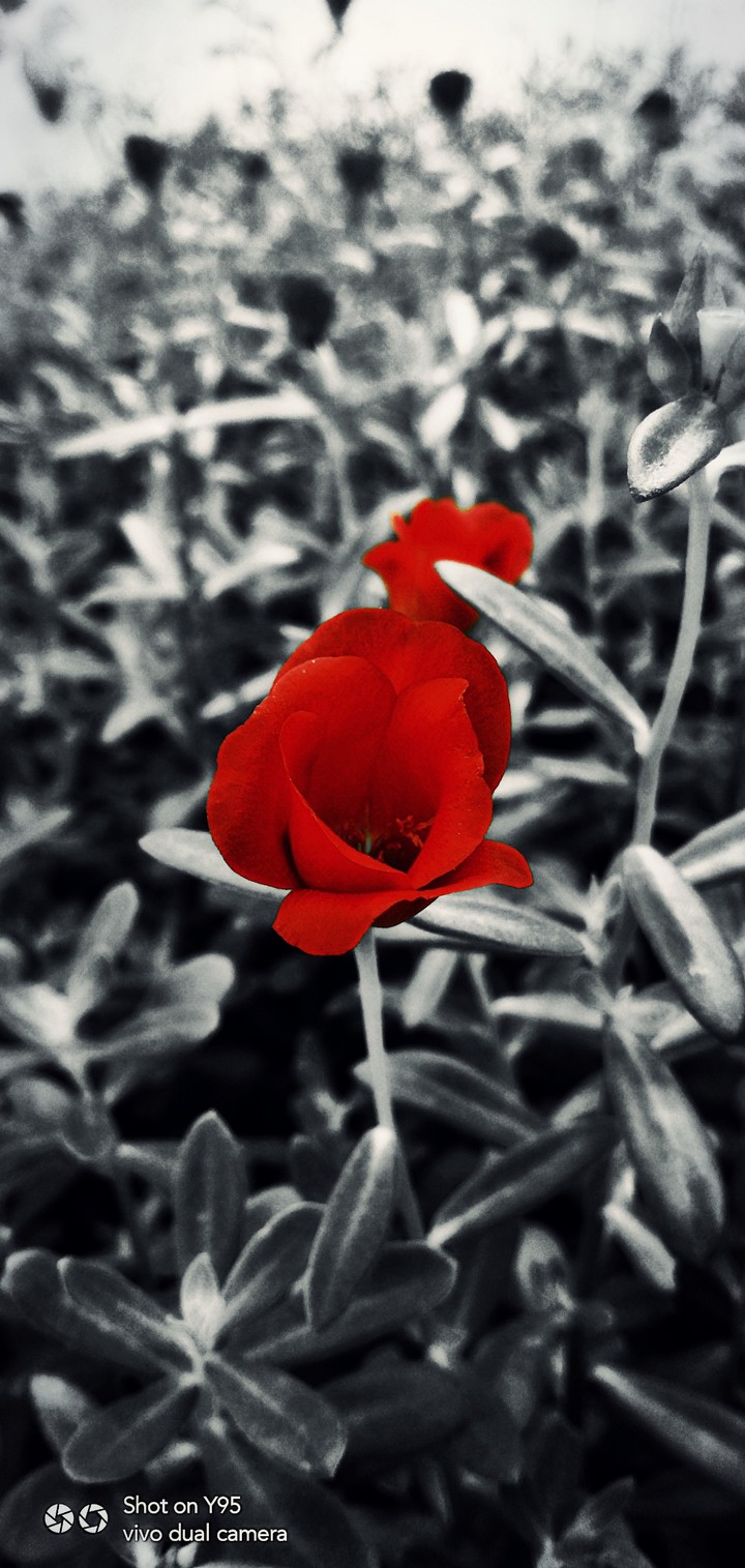 Red and black