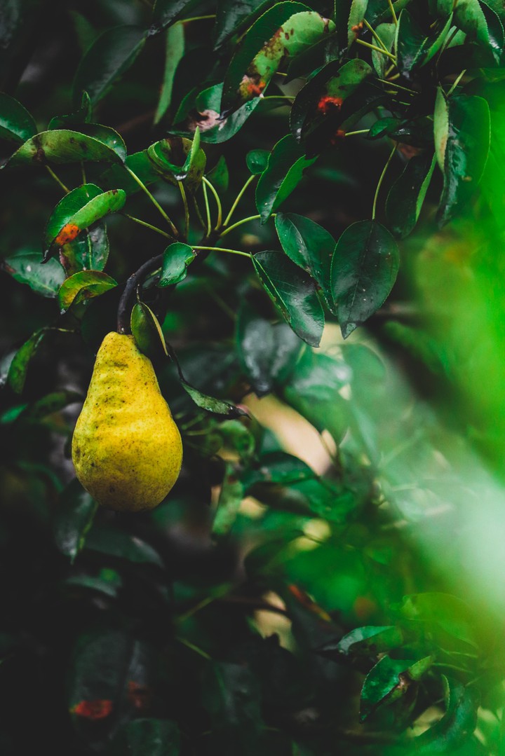 pear