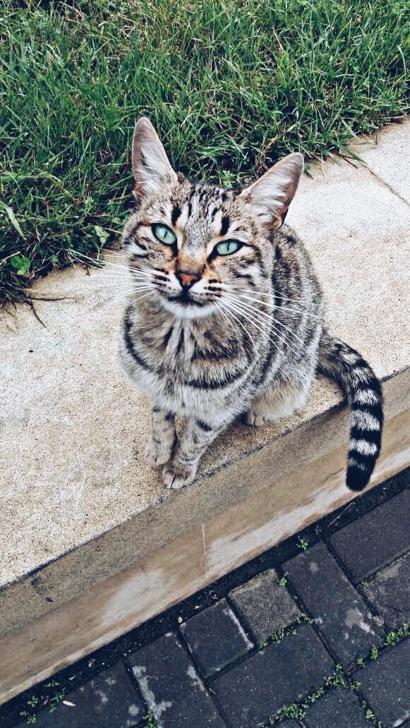cat