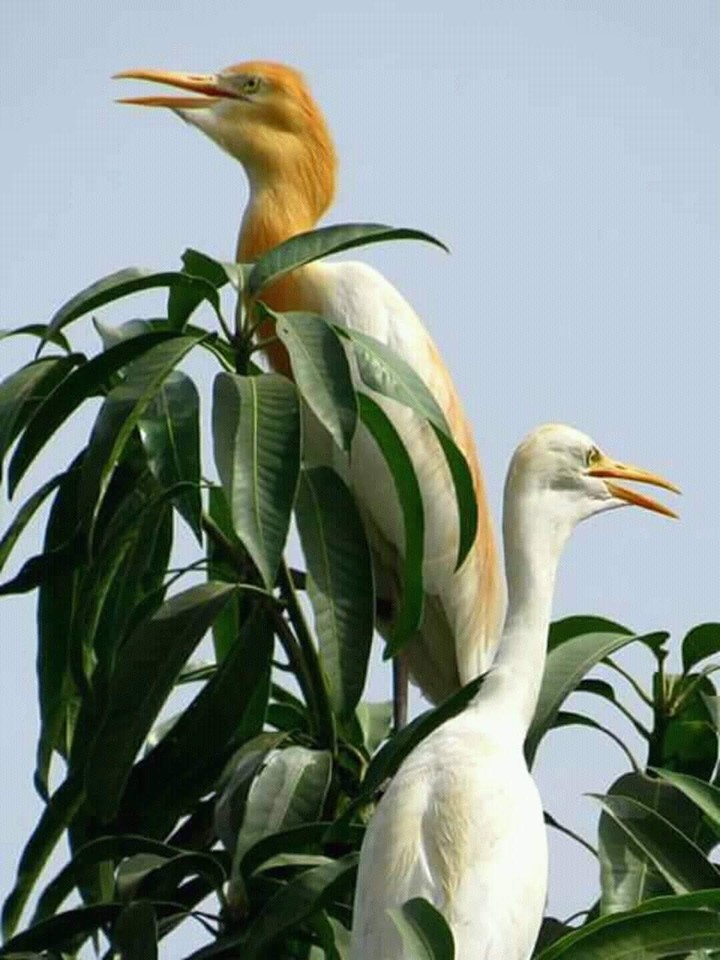 Crane's