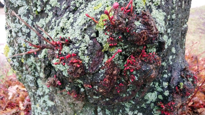 Nature