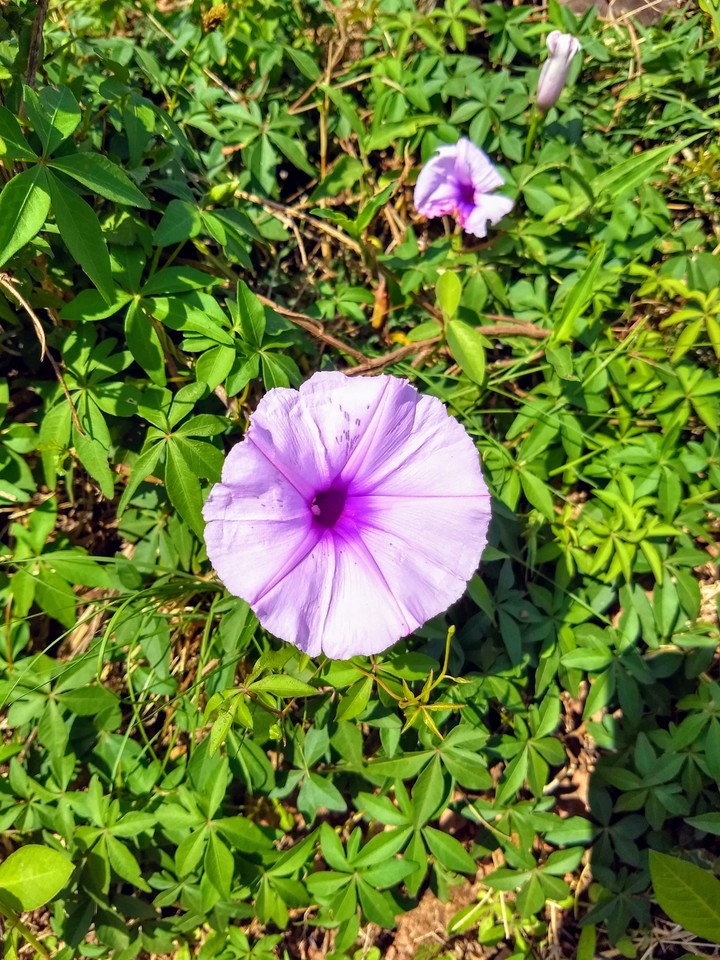 A beleza da flor