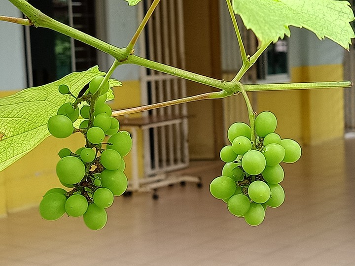 baby grapes