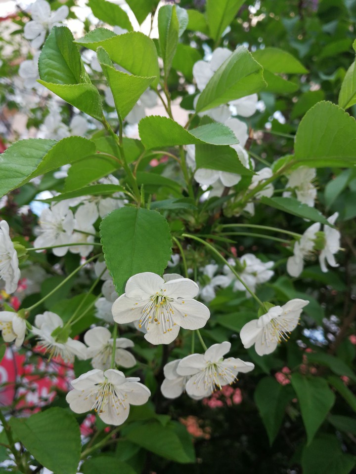 spring flowers