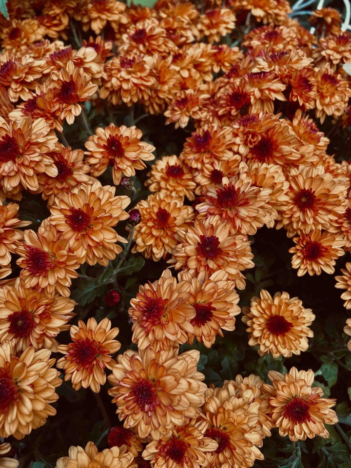 Fall flowers