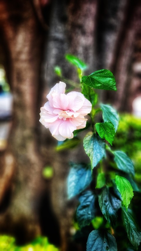 шпалери petal, twig