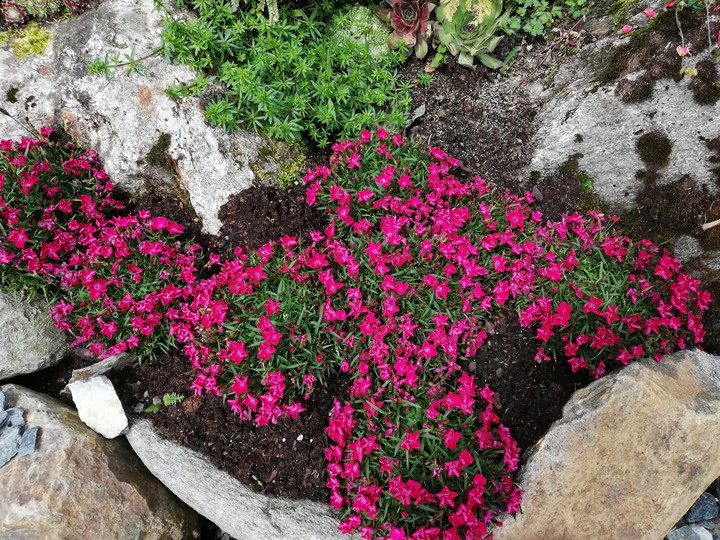 Blumen Flowers