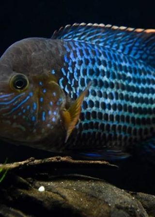 fish lovers