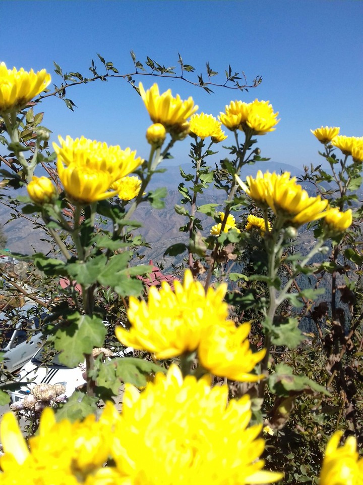 yellow