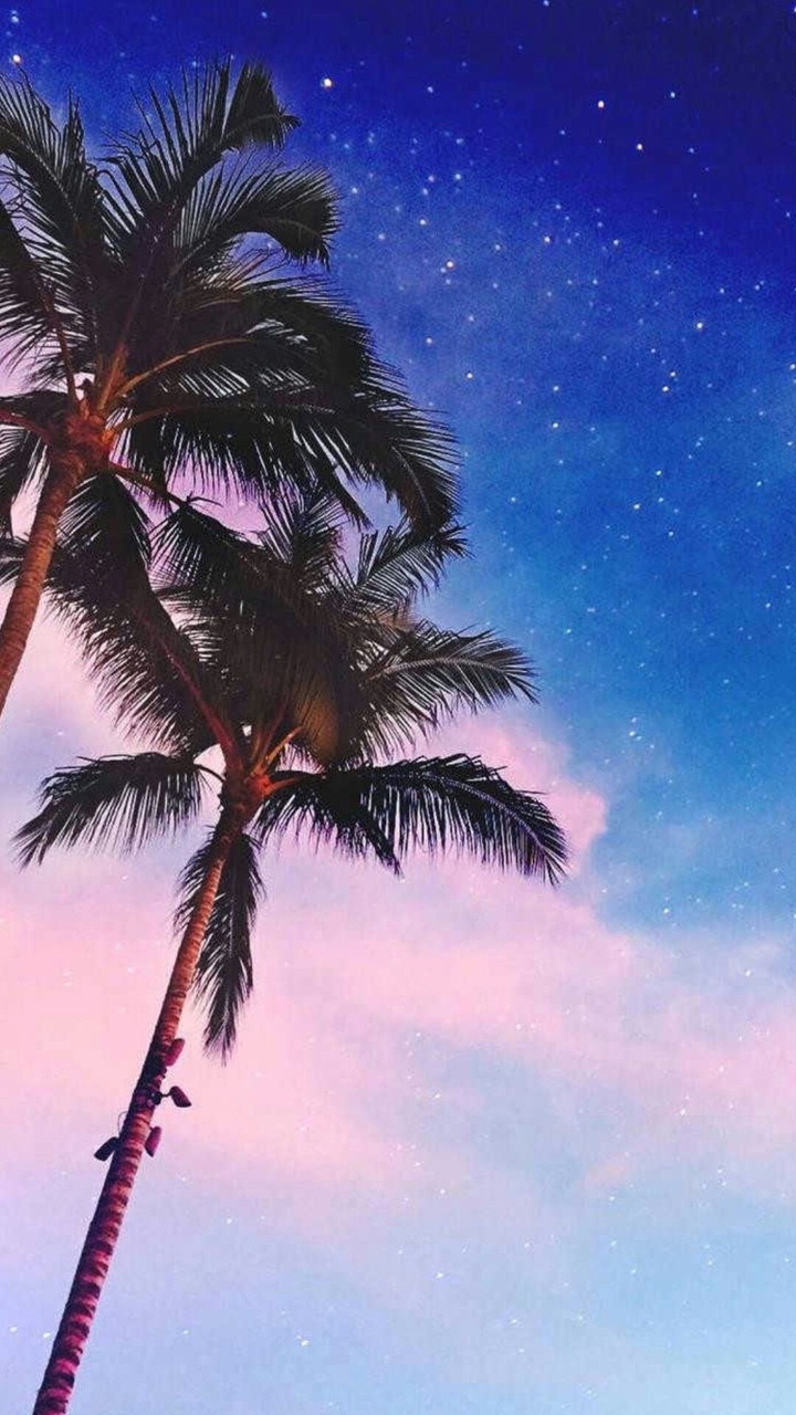 coconut tree