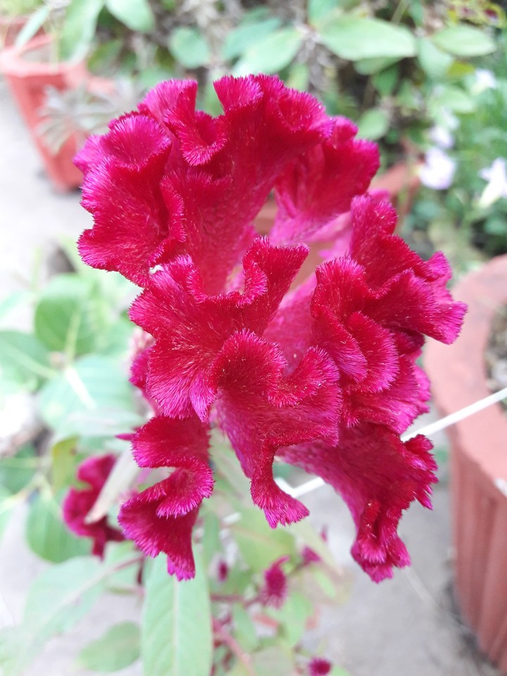 flower