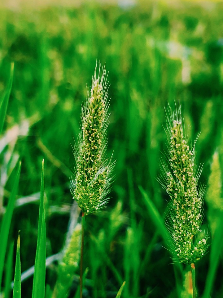 Wild Grass