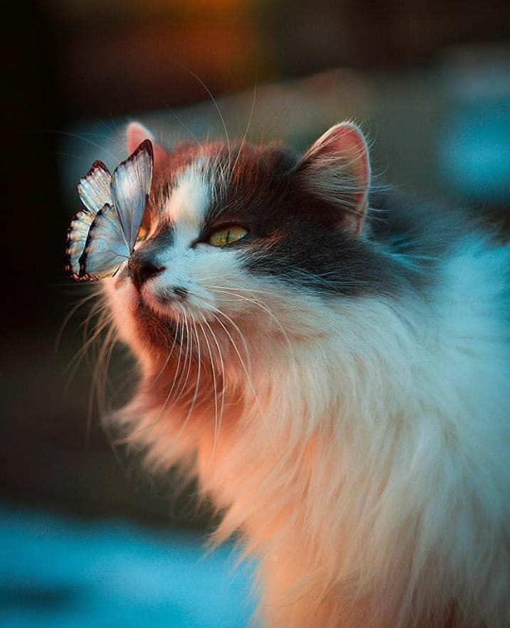 cat