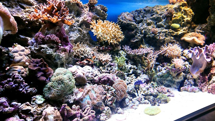 Coral