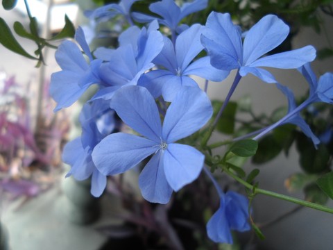 blue flowers