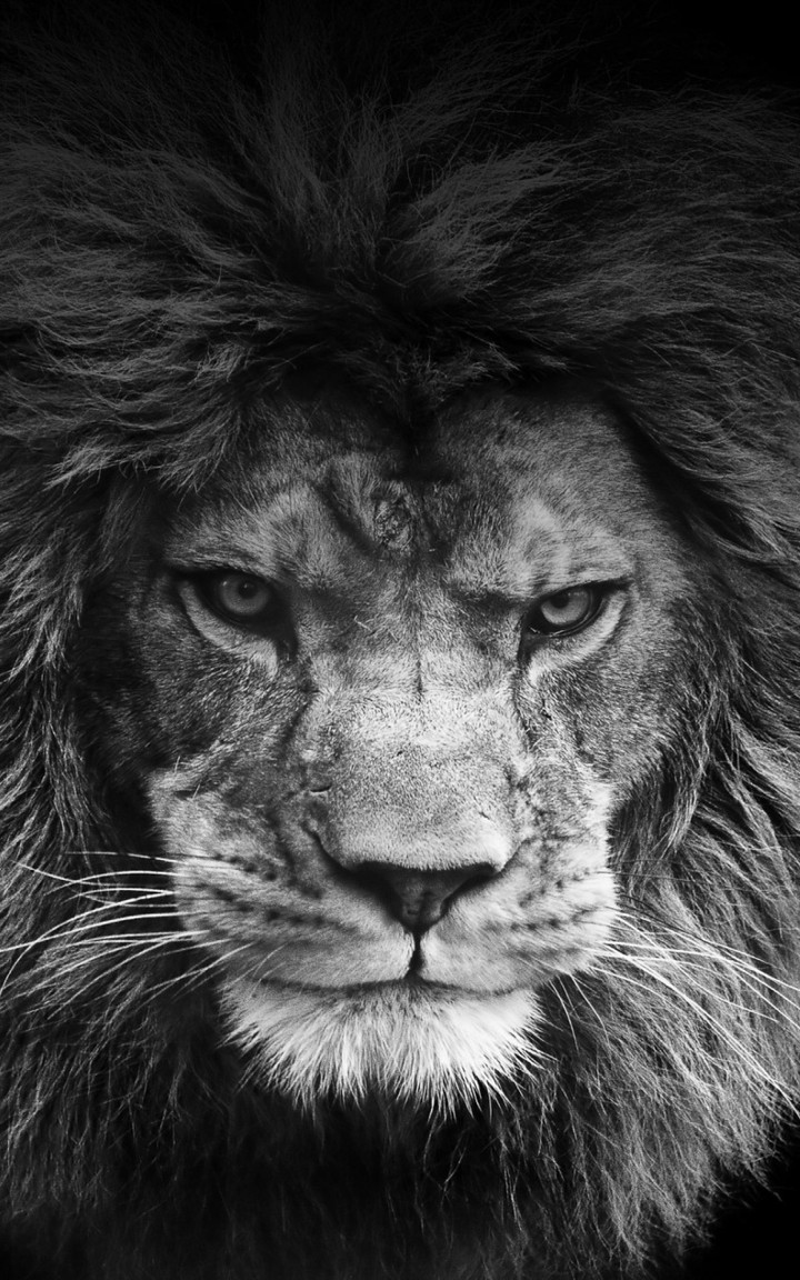 b&w lion