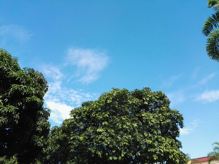 sky and trees