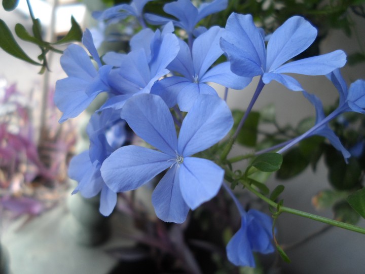 blue flowers