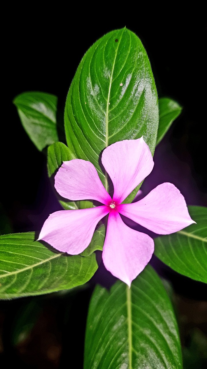 Mini Flower ( Srilanka )