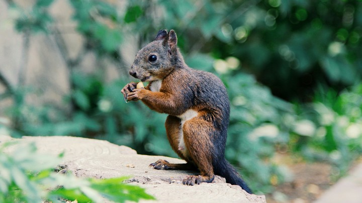 wild Animal