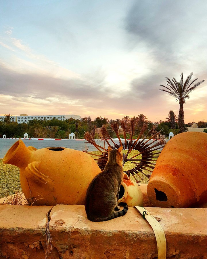chat coucher de soleil
