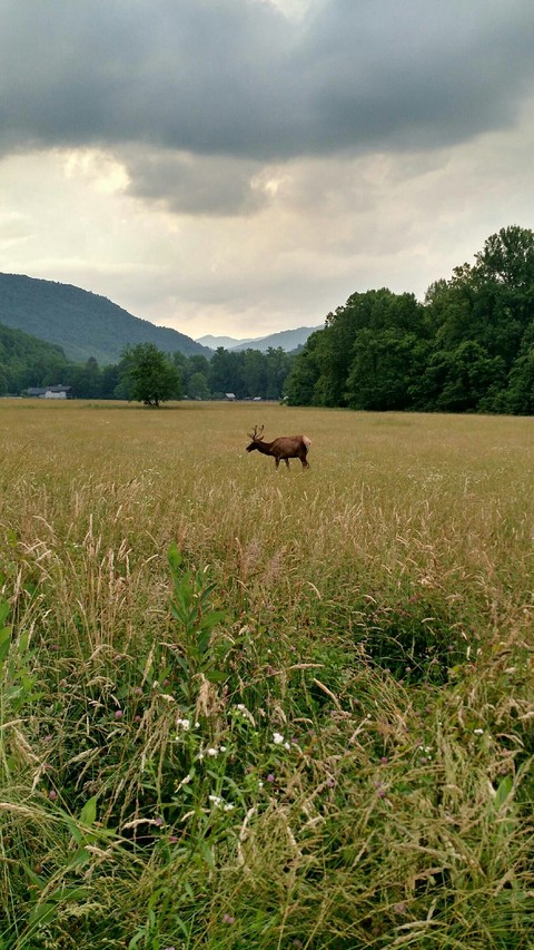 Elk Scenery